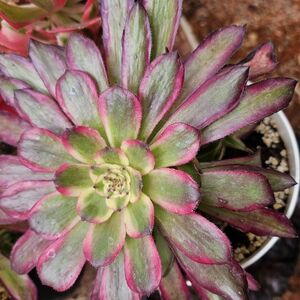 Vibrant Succulent Plant - Green and Pink